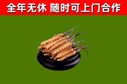 京山回收冬虫夏草